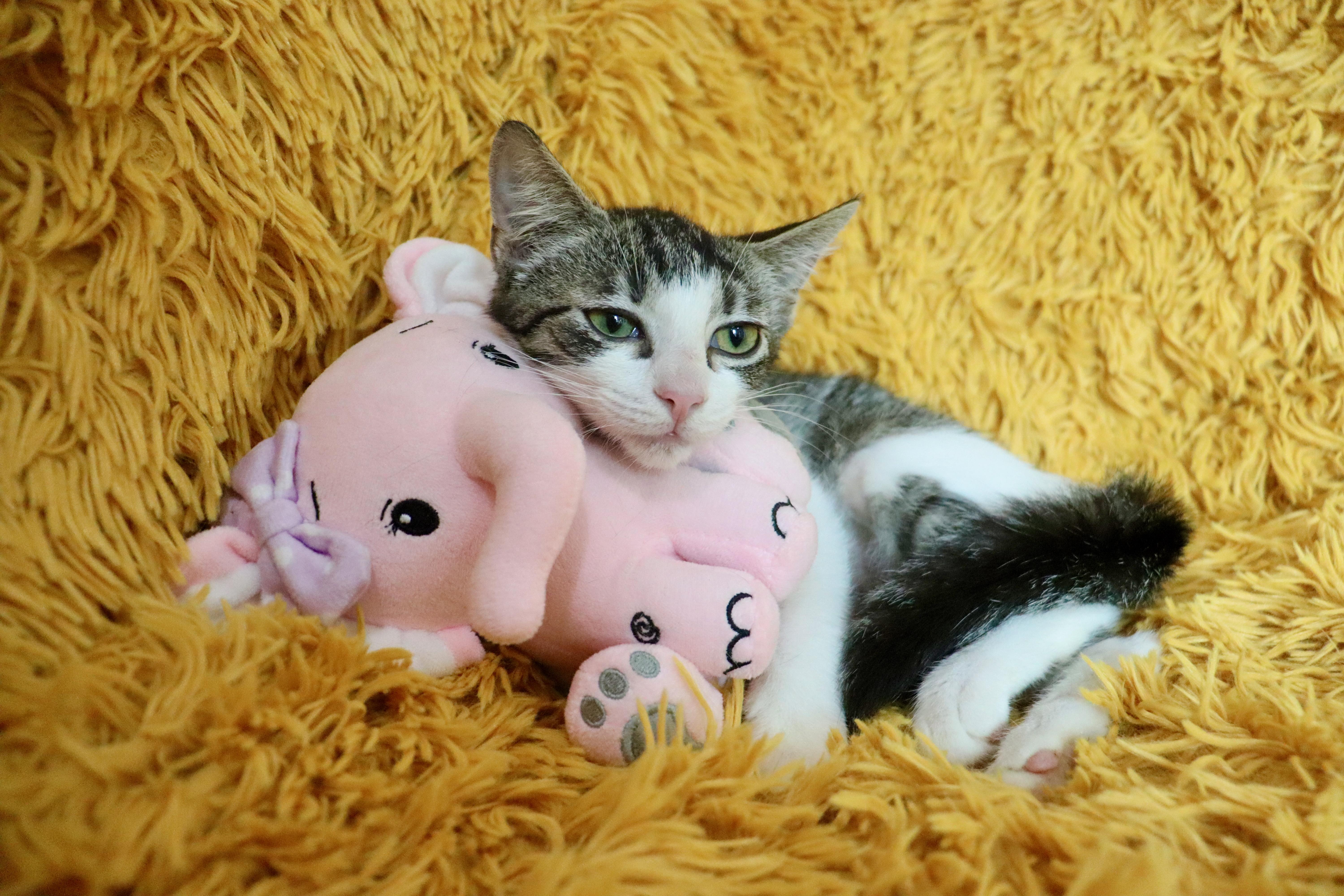 A baby medium-sized female Tabby (Gray / Blue / Silver) Turkish Van cat named Kiwi for adoption in Saint Augustine, FL