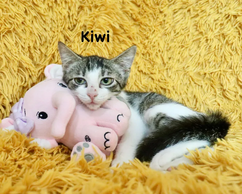 Kiwi thumbnail 4