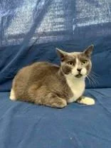An adult medium-sized male American Shorthair cat named G for adoption in McCook, NE