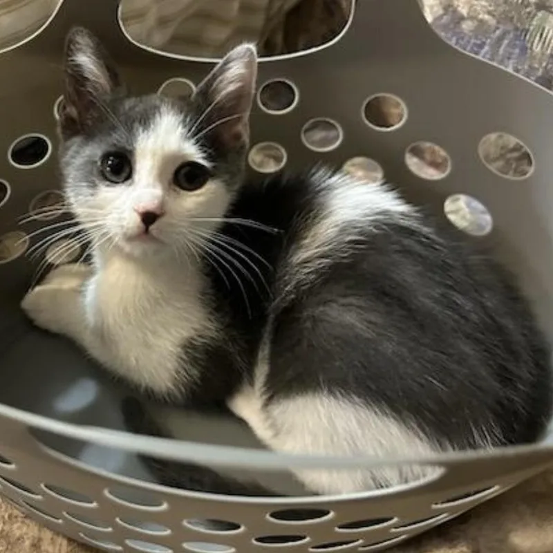 A baby medium-sized female Gray & White Domestic Short Hair cat named Antonia for adoption in Beltsville, MD