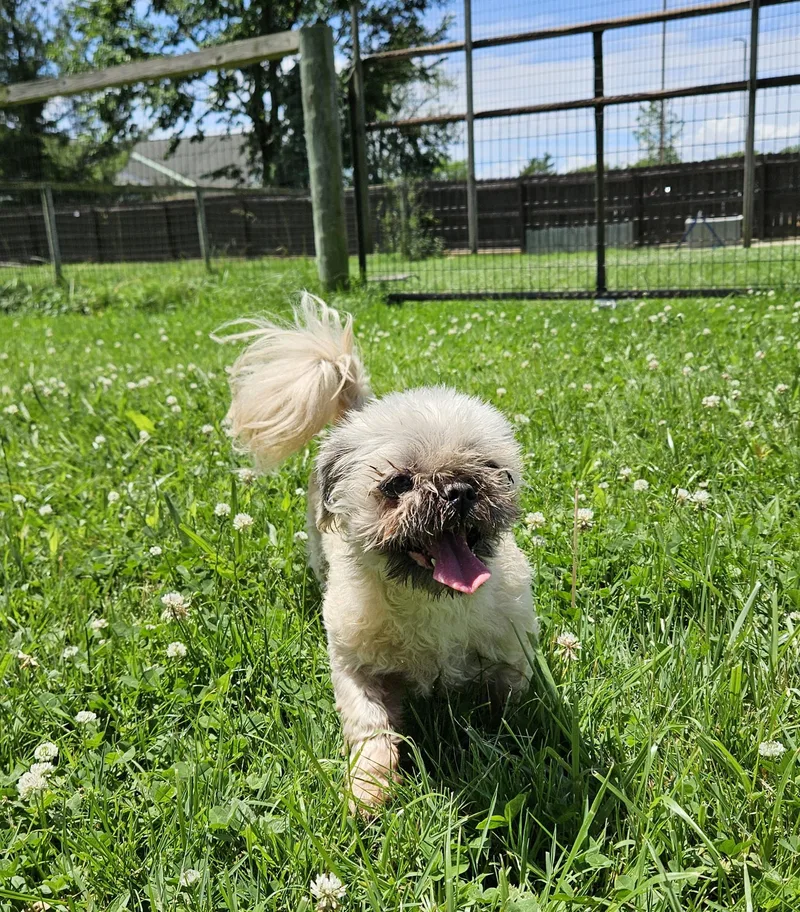 A senior small-sized female Gray / Blue / Silver Shih Tzu dog named Minnie for adoption in Brunswick, OH