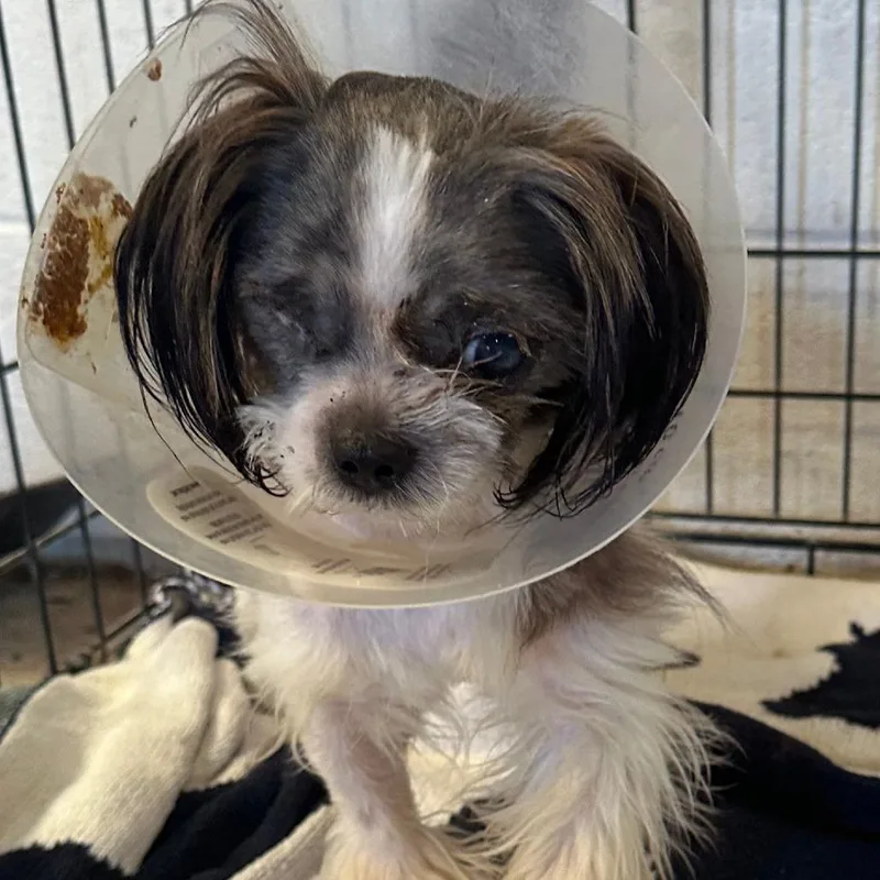A young small-sized female Brown / Chocolate Mixed Breed dog named Eve for adoption in Leander, TX