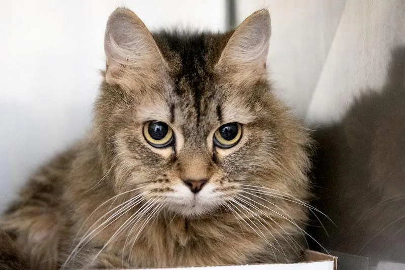 An adult medium-sized female Tabby (Tiger Striped) Domestic Medium Hair cat named Neko for adoption in Monroe, GA