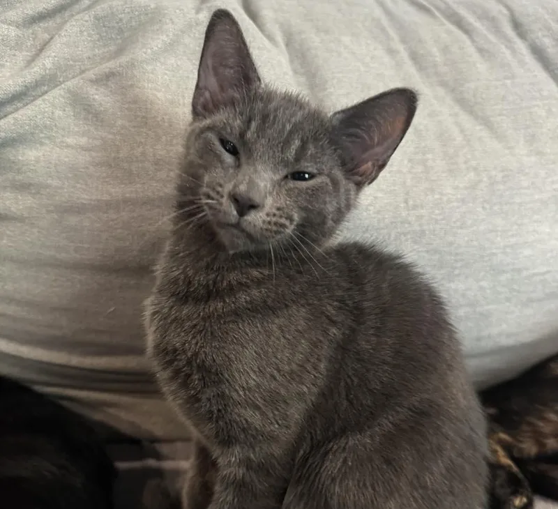 A young medium-sized female Gray / Blue / Silver Domestic Short Hair cat named Juneau for adoption in Guthrie, OK