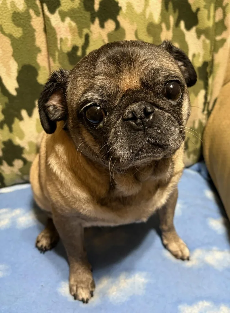 An adult small-sized female Pug dog named Frankie for adoption in Virginia Beach, VA