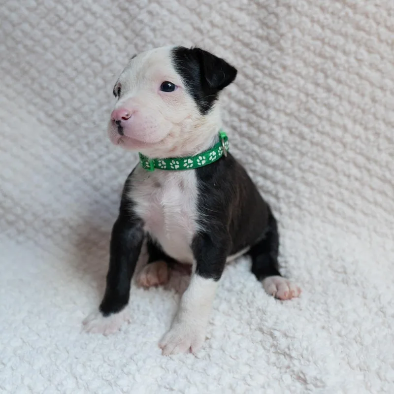 A baby small-sized male Black Labrador Retriever dog named Bogey for adoption in Fulton, MO
