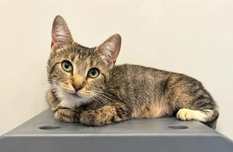 A young large-sized female Domestic Short Hair cat named Deliaha for adoption in Columbia, TN