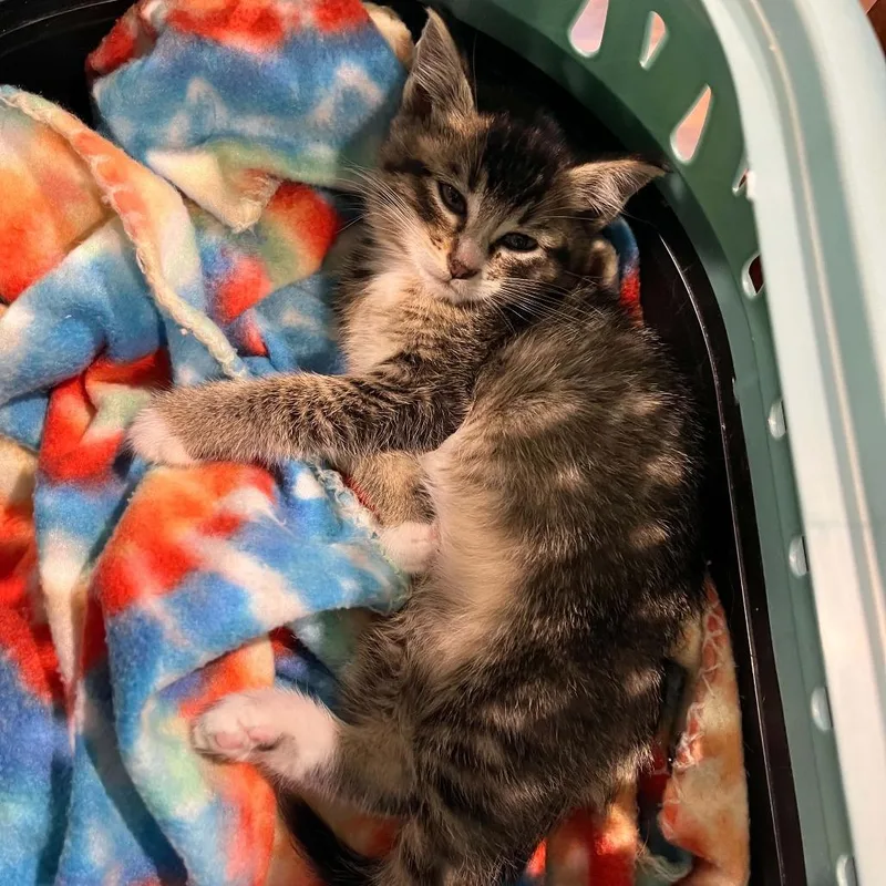 A baby small-sized female Domestic Short Hair cat named Turtle for adoption in Maple Falls, WA