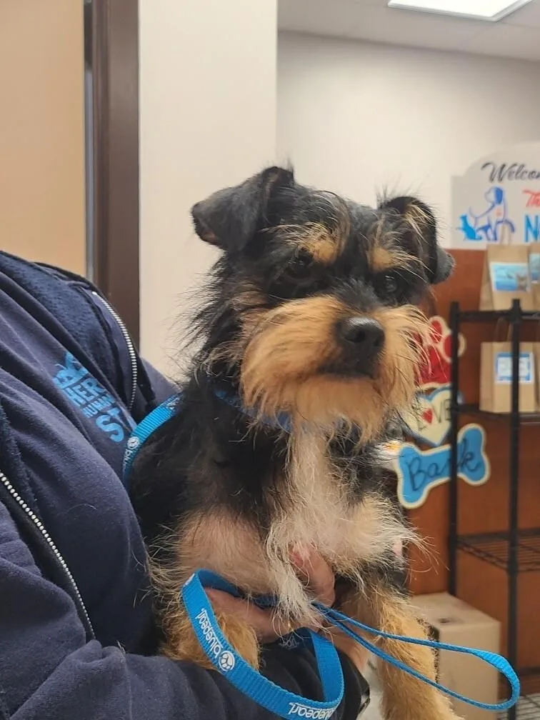 An adult small-sized male Black Terrier dog named Emmett for adoption in Providence Forge, VA