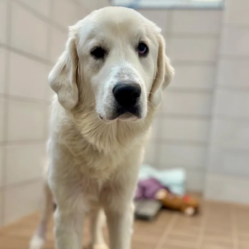 An adult medium-sized female White / Cream Great Pyrenees dog named Gretchen for adoption in Wantagh, NY
