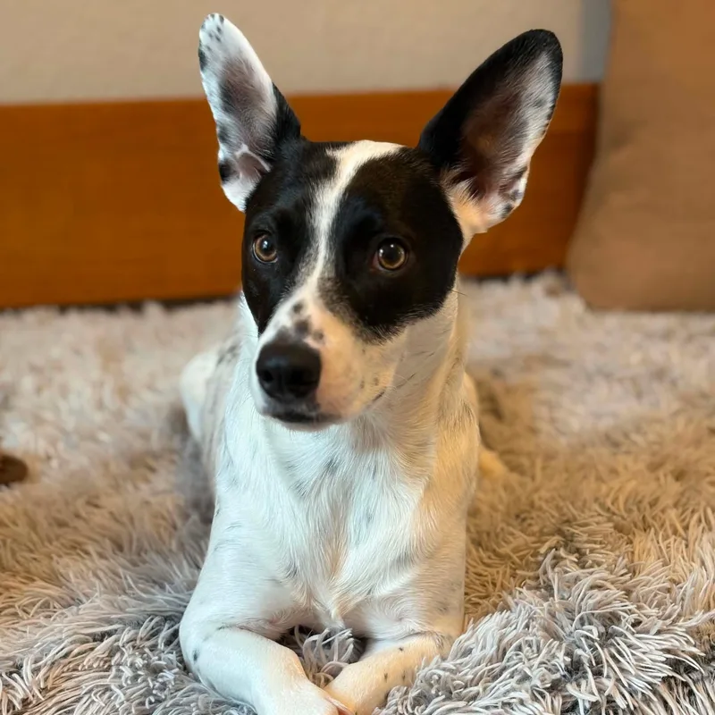 An adult small-sized female Harlequin Corgi dog named Juniper for adoption in Saint Helens, OR
