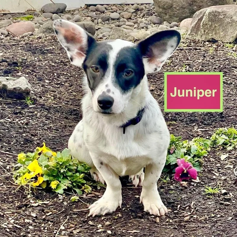 Juniper thumbnail 3