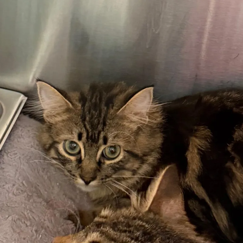 A young medium-sized male Domestic Long Hair cat named Jonas for adoption in Blairsville, GA