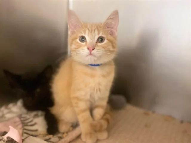 A baby small-sized male Domestic Short Hair cat named Ginger for adoption in Fort Wayne, IN