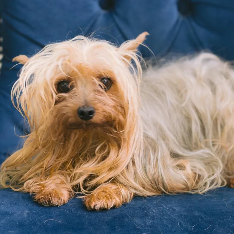 An adult small-sized female Yorkshire Terrier dog named Libby for adoption in Zionsville, IN
