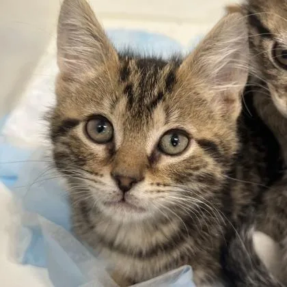 A baby small-sized male Domestic Short Hair cat named Cherry for adoption in Voorhees, NJ