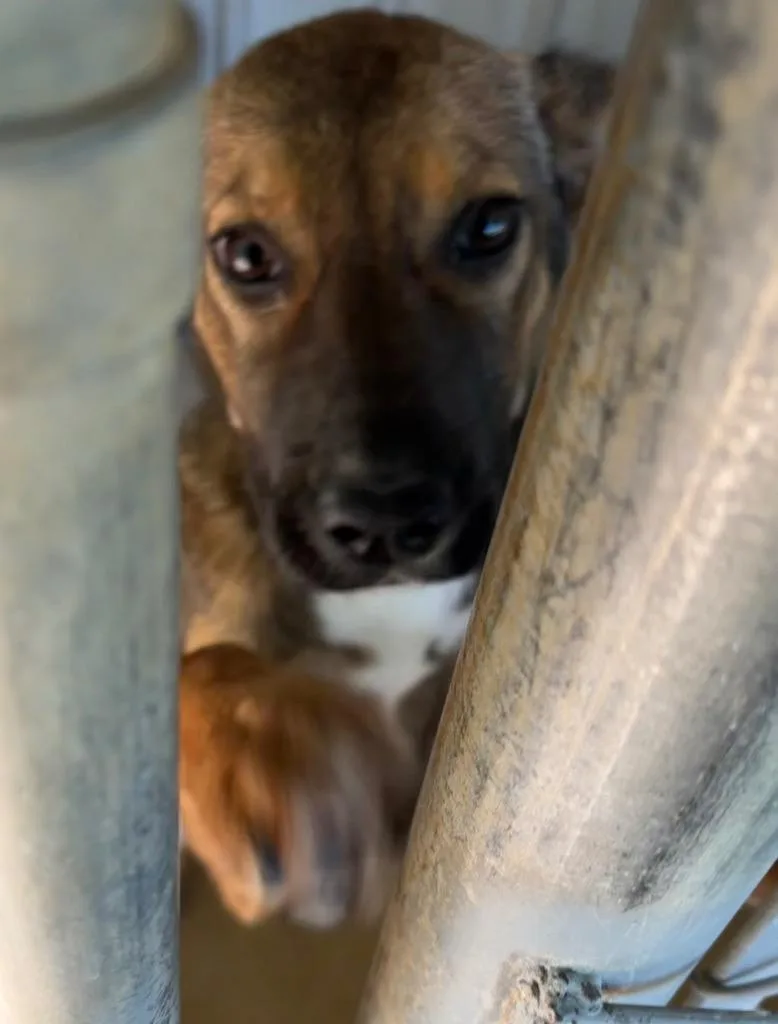 A baby medium-sized female German Shepherd Dog dog named Salnya for adoption in Ada, OK