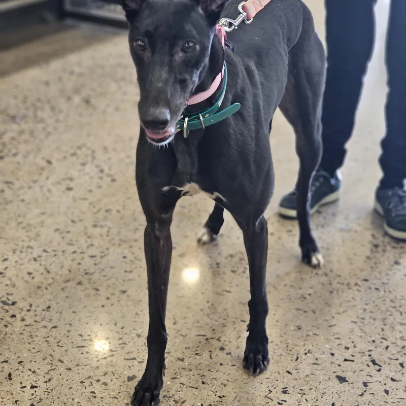 Dumb Money thumbnail 2