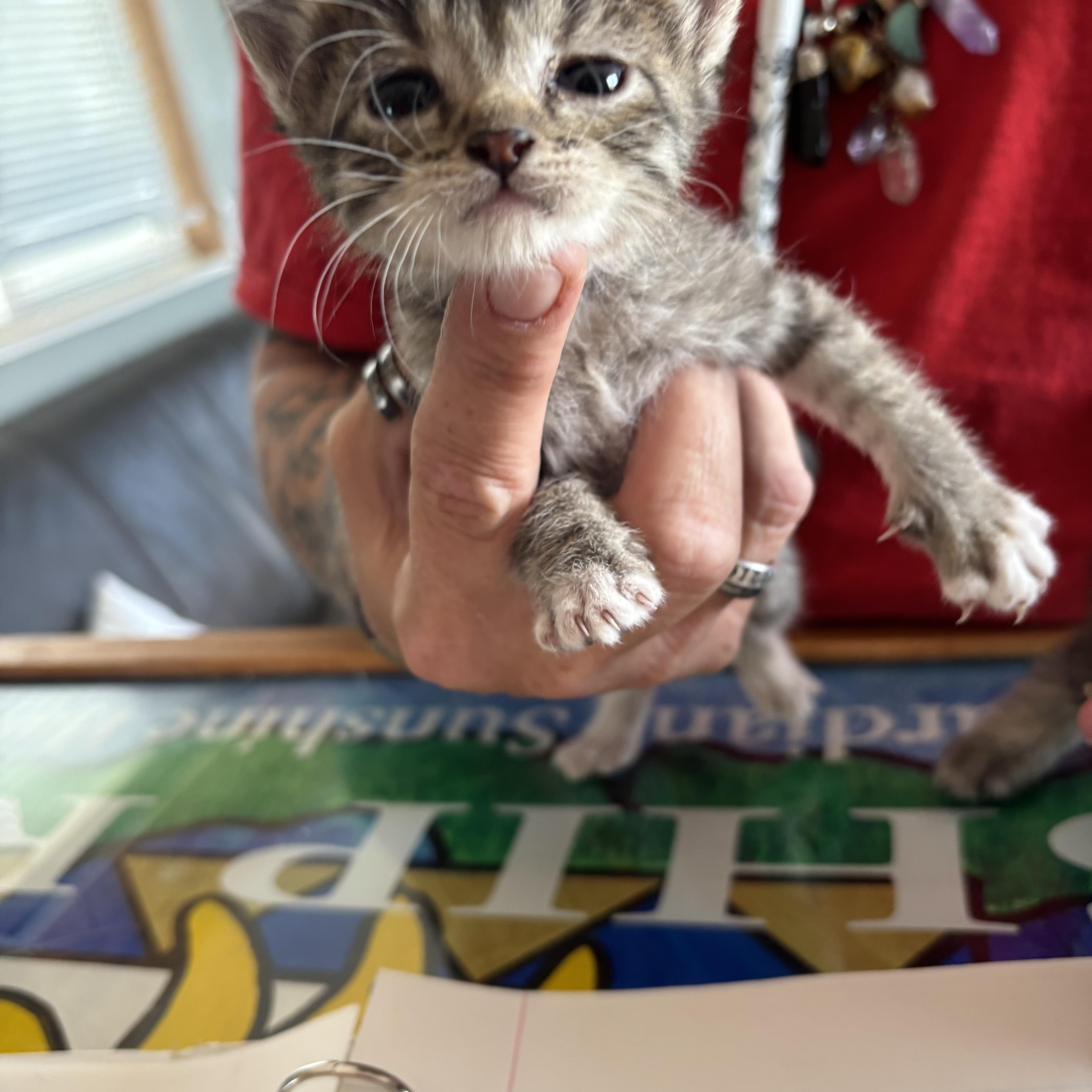 A baby small-sized male Gray & White Domestic Short Hair cat named Morgan for adoption in Deming, NM