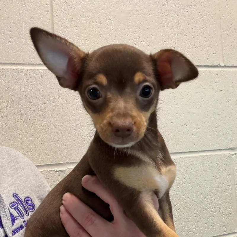 A baby small-sized female Brown / Chocolate Mixed Breed dog named Berry for adoption in DeKalb, IL