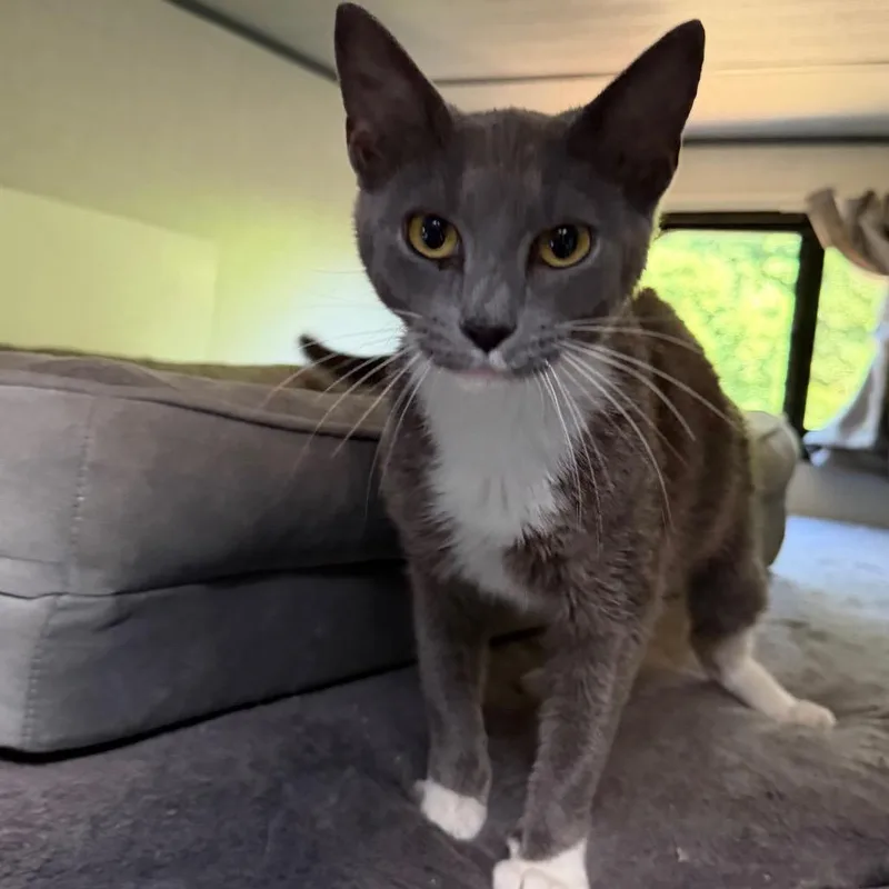 A young small-sized female Gray / Blue / Silver Domestic Short Hair cat named Socks for adoption in Duck River, TN
