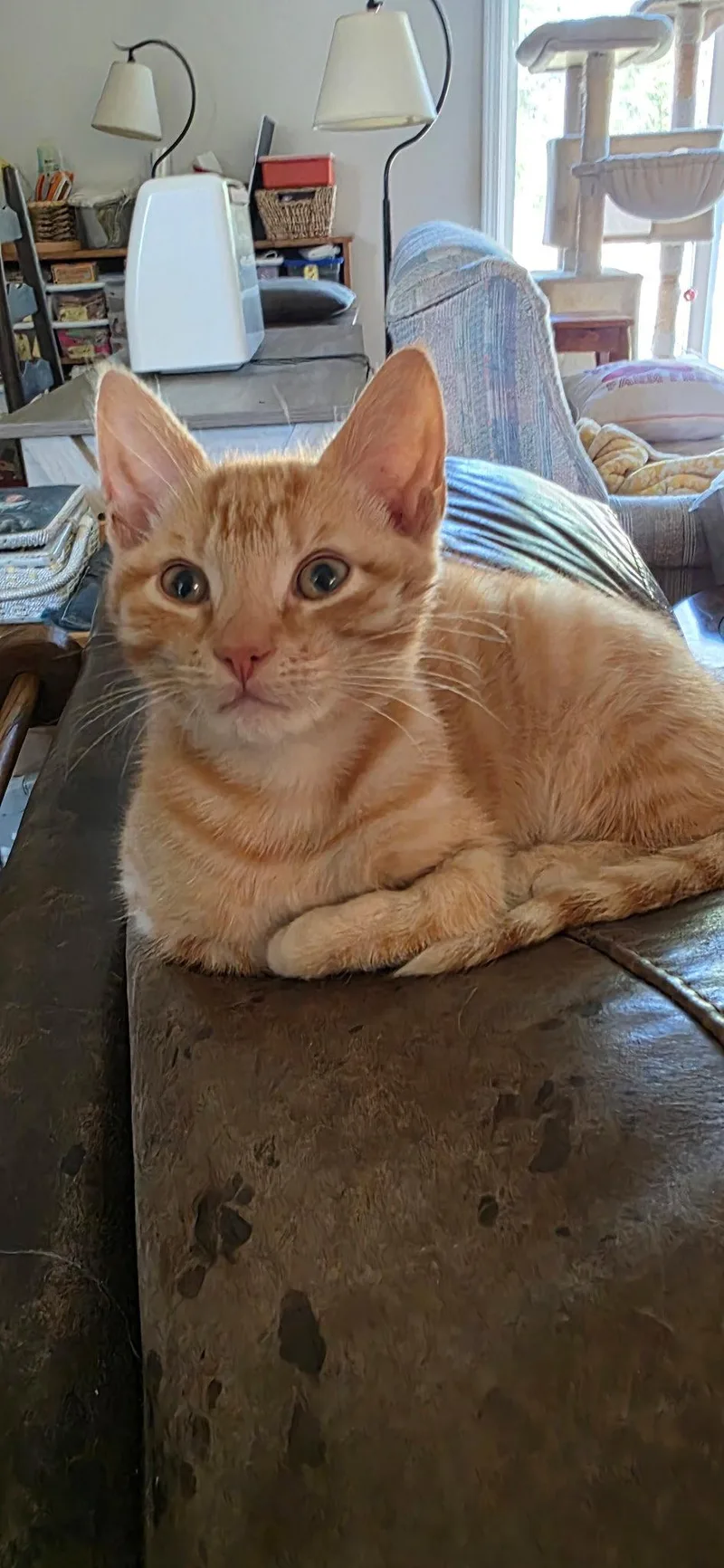 A young medium-sized male Orange / Red Domestic Short Hair cat named Napoleon for adoption in Camden, SC