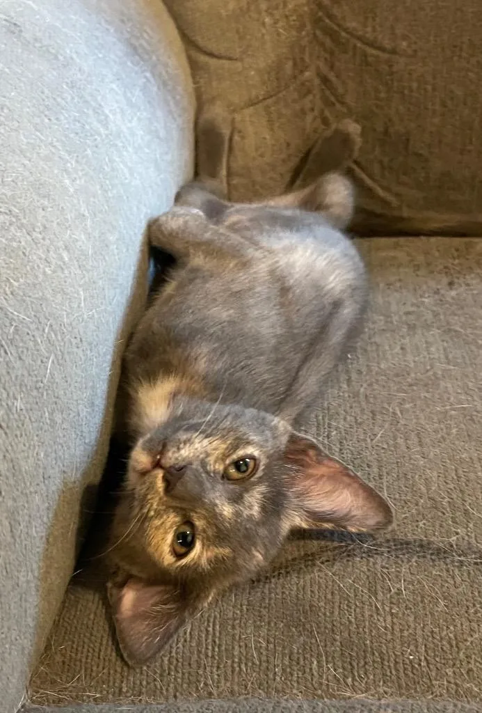 A baby medium-sized female Domestic Short Hair cat named Sunbeam for adoption in Gorham, ME