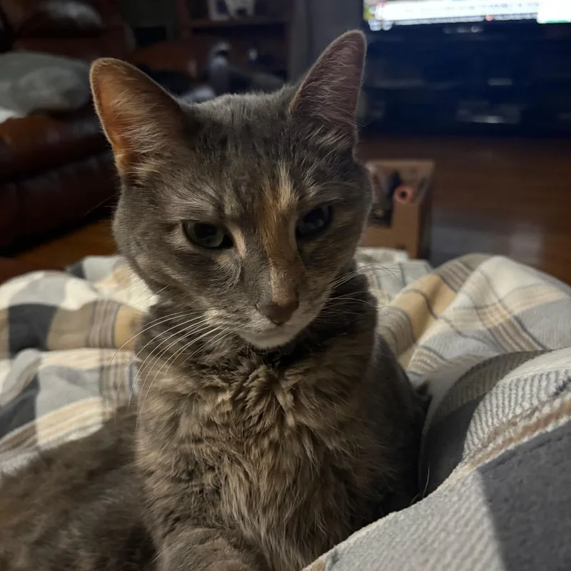 A senior small-sized female Tortoiseshell Domestic Short Hair cat named Gamora for adoption in Rochester, MN