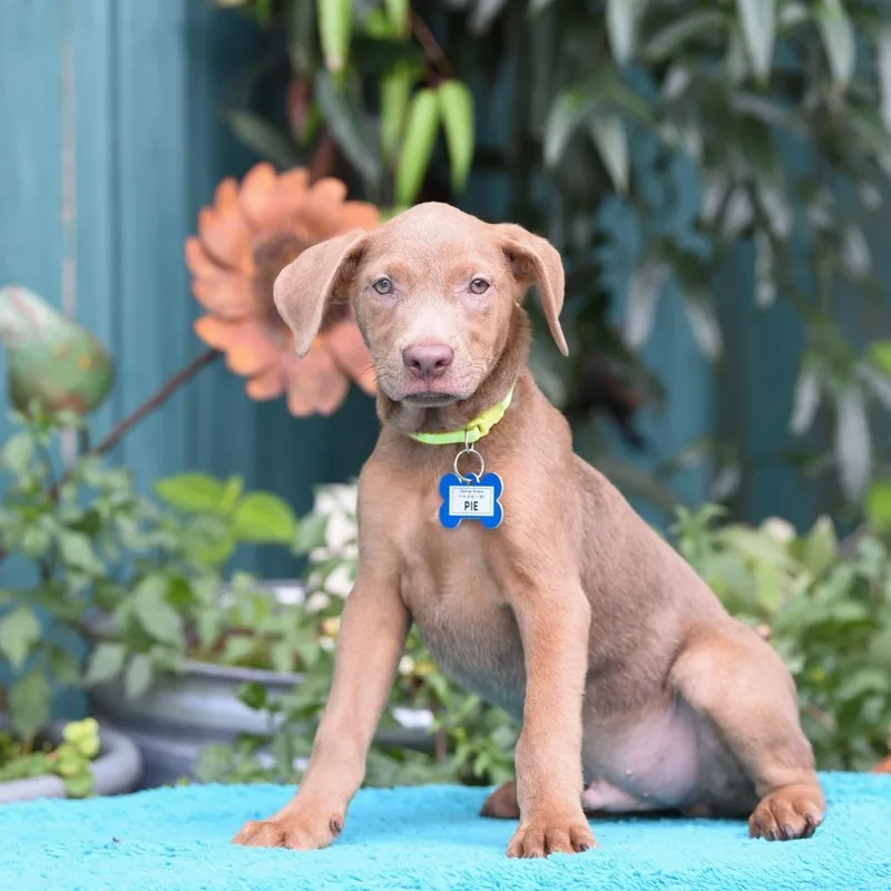 A baby small-sized male Brown / Chocolate Labrador Retriever dog named Pie for adoption in Wake Forest, NC