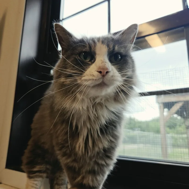 An adult medium-sized female White Domestic Long Hair cat named Nugget for adoption in Rock Falls, IL