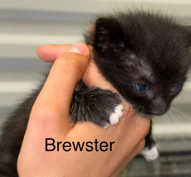 A baby small-sized male Domestic Short Hair cat named Brewster for adoption in Saint Francisville, LA