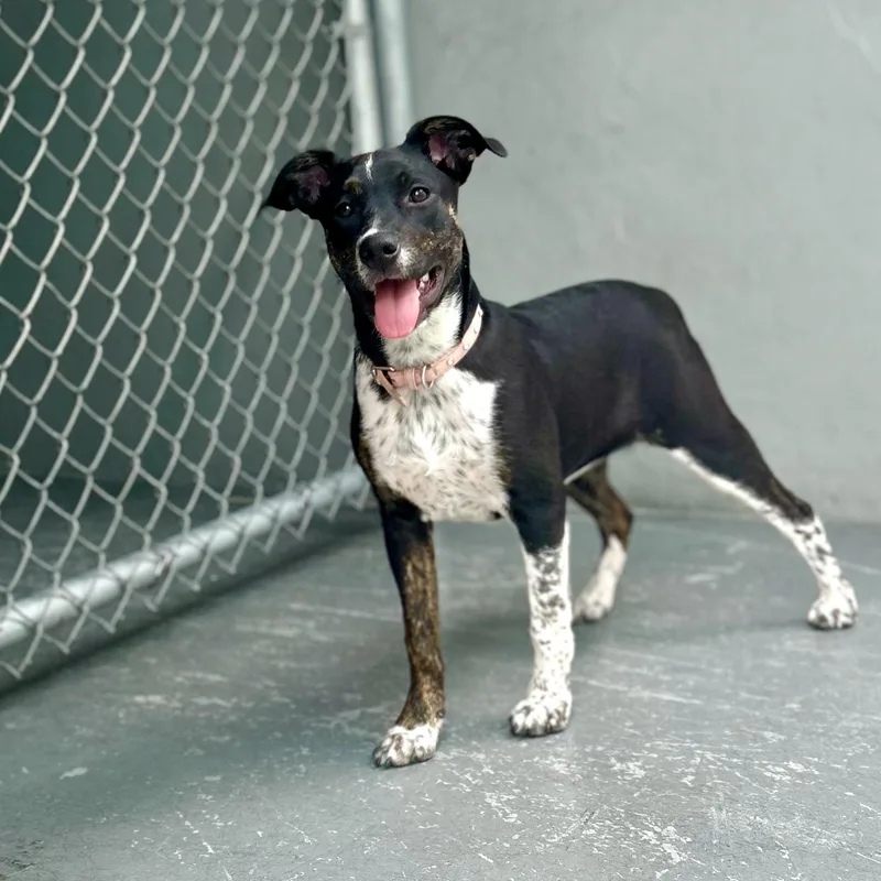 Sprinkles thumbnail 2