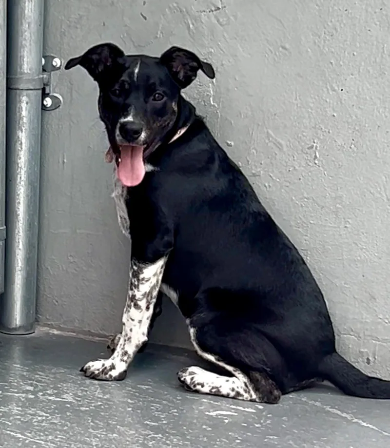 A young medium-sized female Terrier dog named Sprinkles for adoption in Coconut Creek, FL