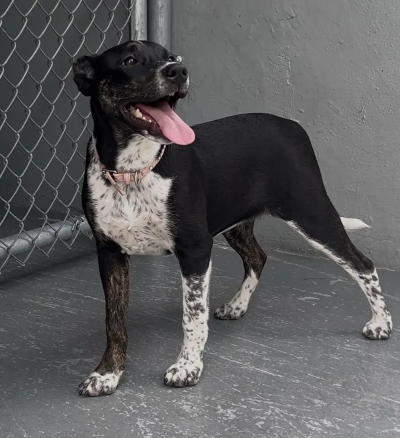 Sprinkles thumbnail 3