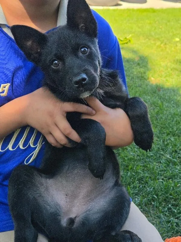 A young medium-sized female Black German Shepherd Dog dog named Mavis for adoption in North Bend, WA