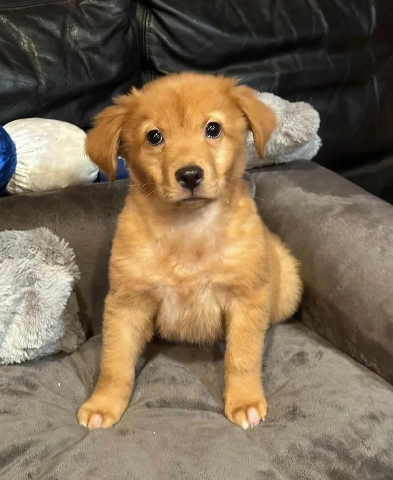 A baby large-sized male Golden Retriever dog named Eli for adoption in Milton, GA