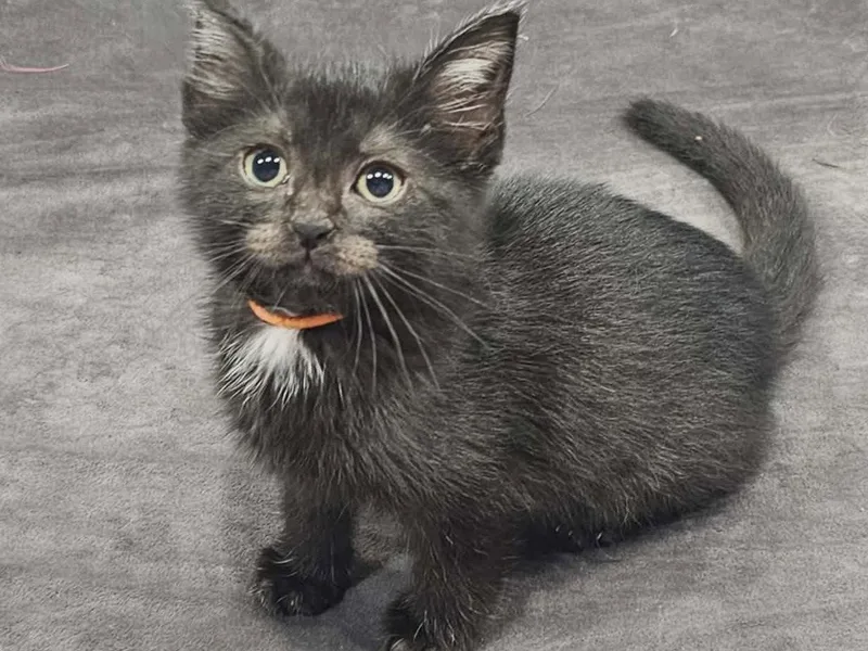Smudge