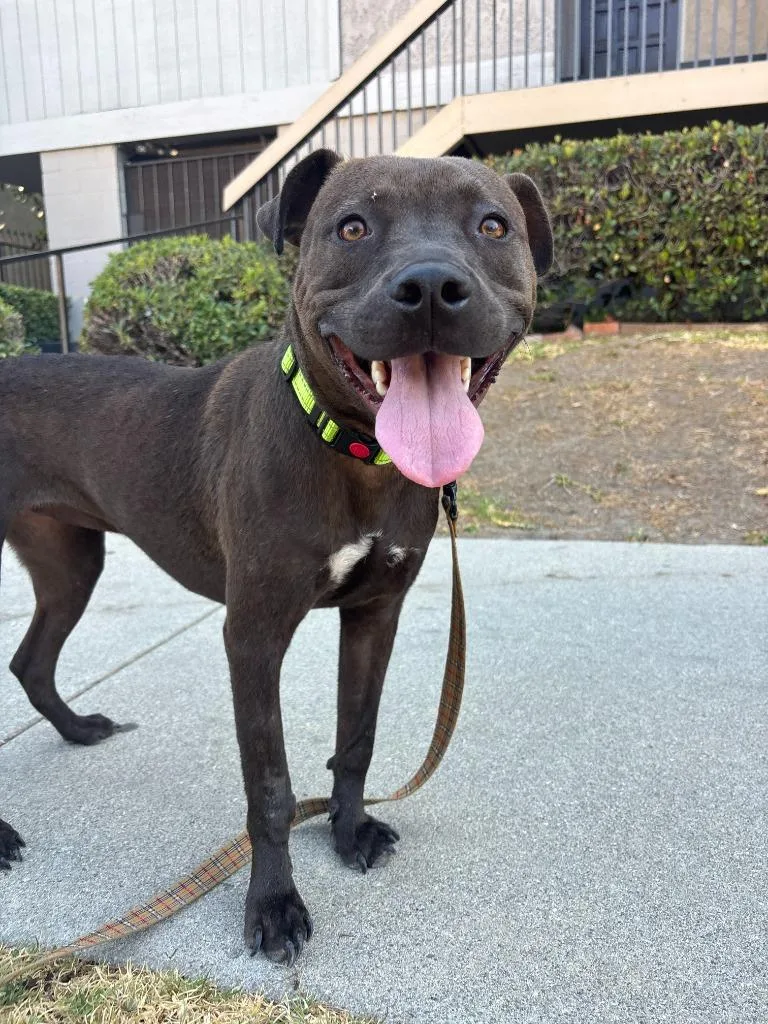 A young small-sized female Pit Bull Terrier dog named Reina for adoption in Los Angeles, CA