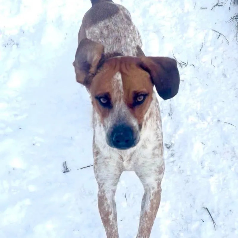 Scotch Graduated Pawsinprison Training thumbnail 2