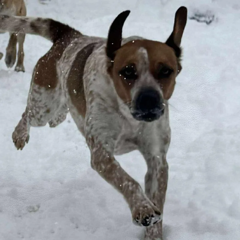 Scotch Graduated Pawsinprison Training thumbnail 3