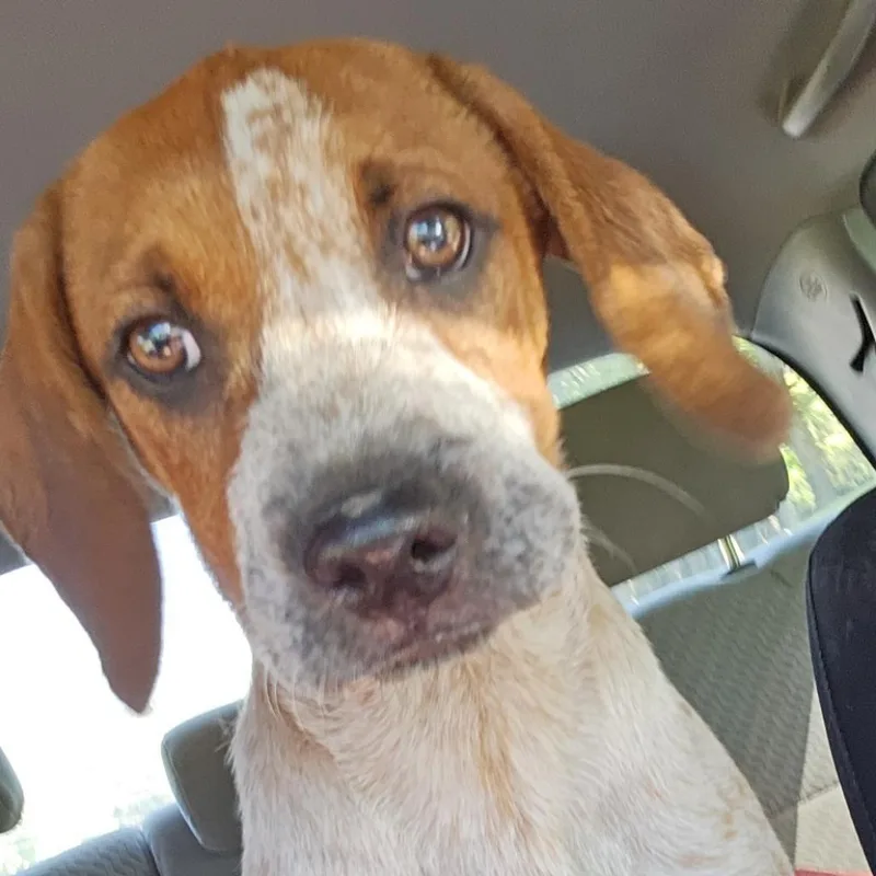 Scotch Graduated Pawsinprison Training thumbnail 4