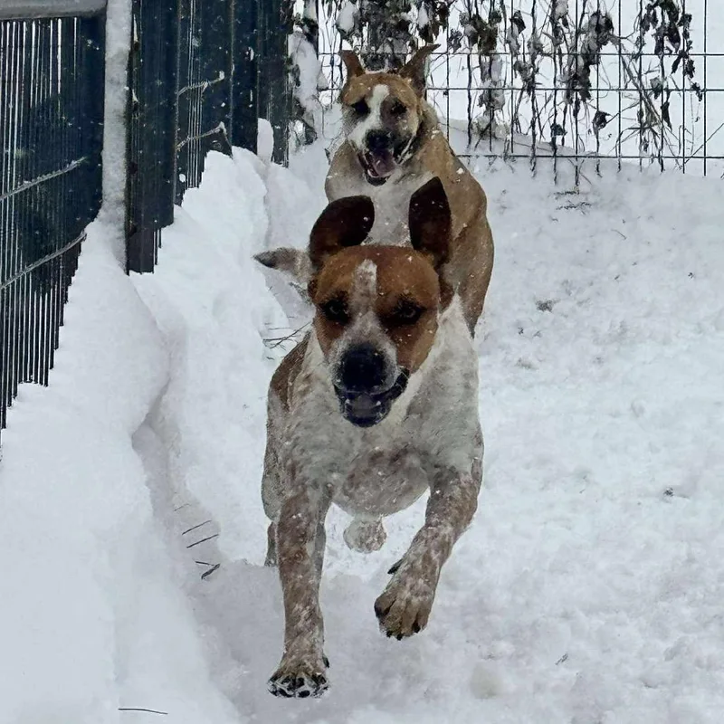 Scotch Graduated Pawsinprison Training thumbnail 5