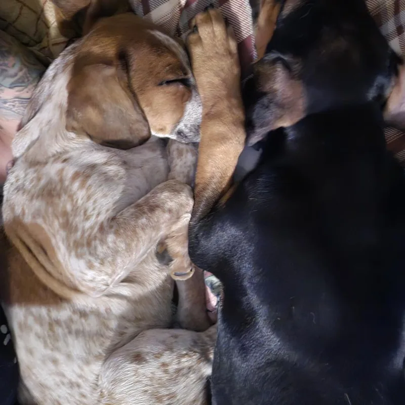 Scotch Graduated Pawsinprison Training thumbnail 6