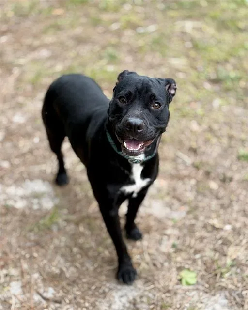 A young medium-sized female Mixed Breed dog named Maiasaura for adoption in Fort Walton Beach, FL