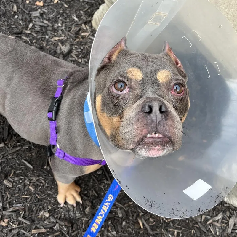 A senior medium-sized female Gray / Blue / Silver Mixed Breed dog named Coco Chanel for adoption in Pittsburgh, PA
