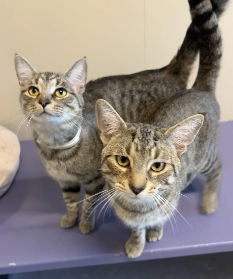 A young medium-sized male Domestic Short Hair cat named Duncan & Butters for adoption in Arlington, VT