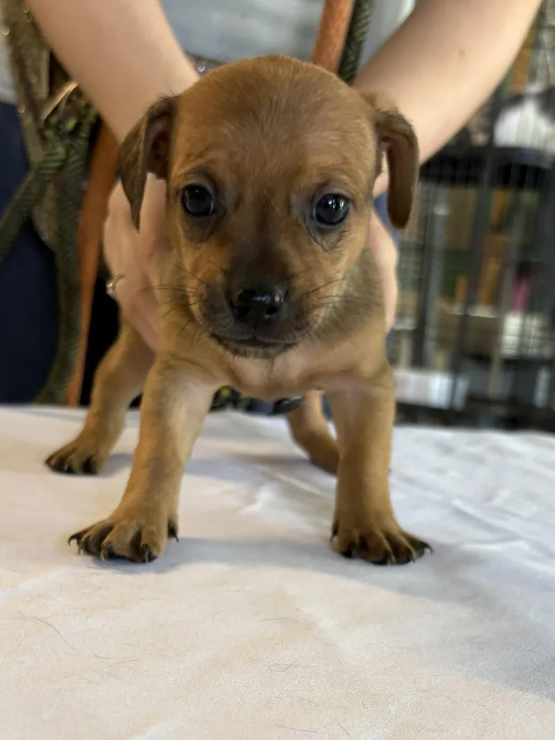 A baby small-sized female Chihuahua dog named Sage for adoption in Margate, FL