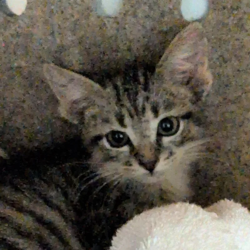 A baby small-sized male Brown / Chocolate Domestic Short Hair cat named Plankton for adoption in Reno, NV