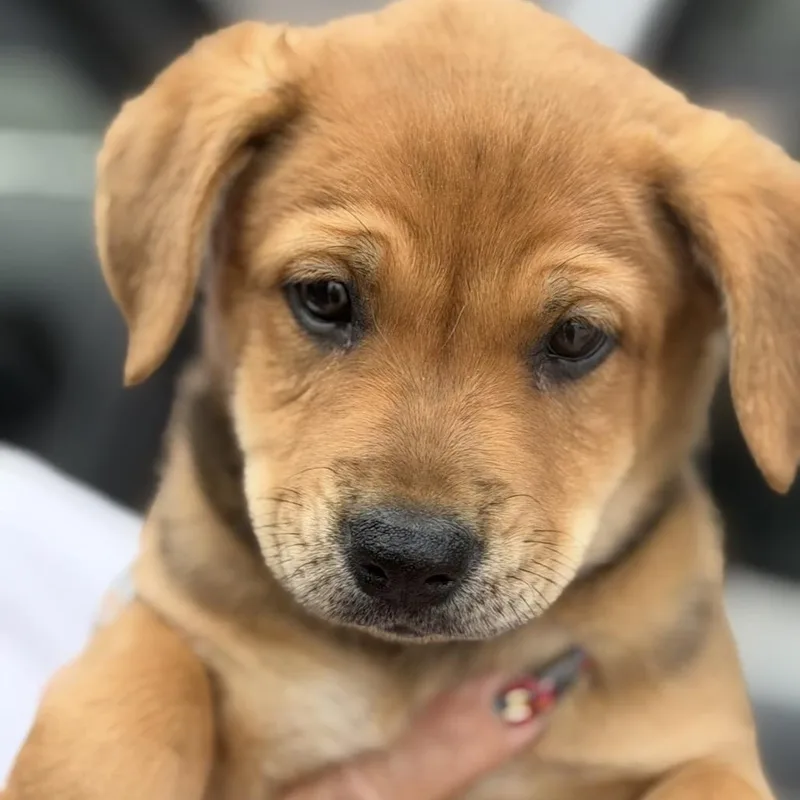 A baby small-sized male Yellow / Tan / Blond / Fawn Labrador Retriever dog named Shawn for adoption in Midland, TX