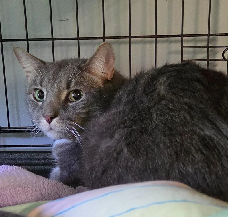 A young medium-sized male Domestic Short Hair cat named Puma for adoption in Windsor, CT